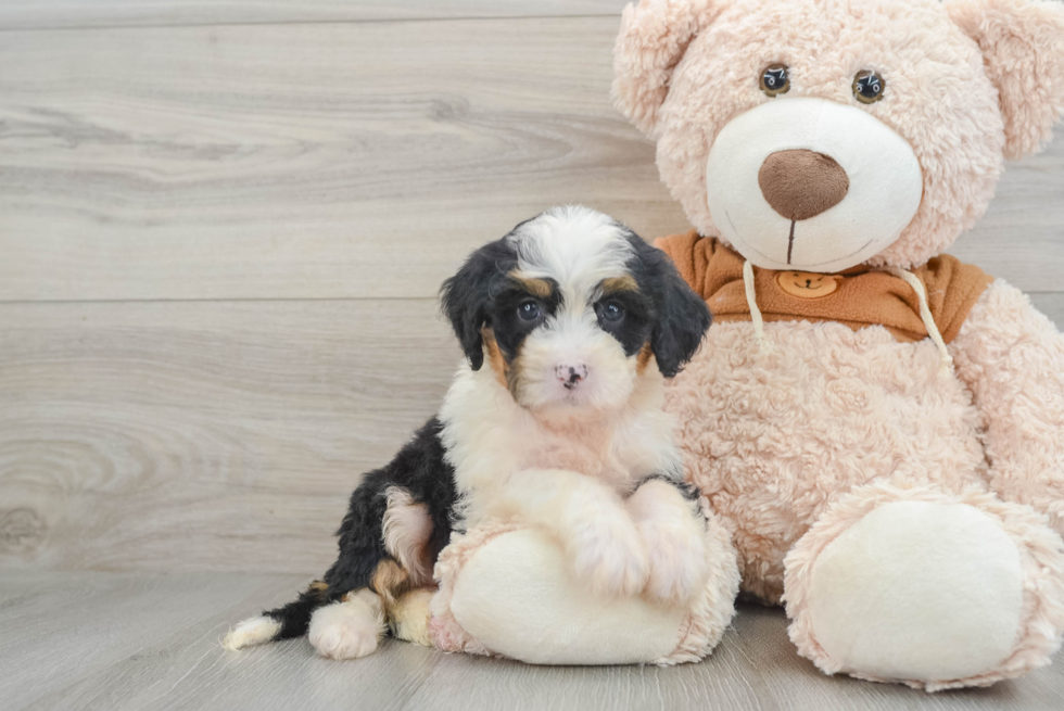 Best Mini Bernedoodle Baby