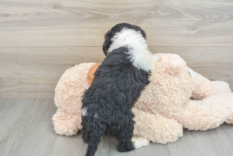 Mini Bernedoodle Puppy for Adoption