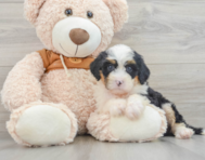 9 week old Mini Bernedoodle Puppy For Sale - Lone Star Pups