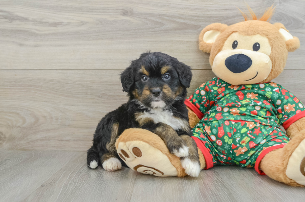 5 week old Mini Bernedoodle Puppy For Sale - Lone Star Pups