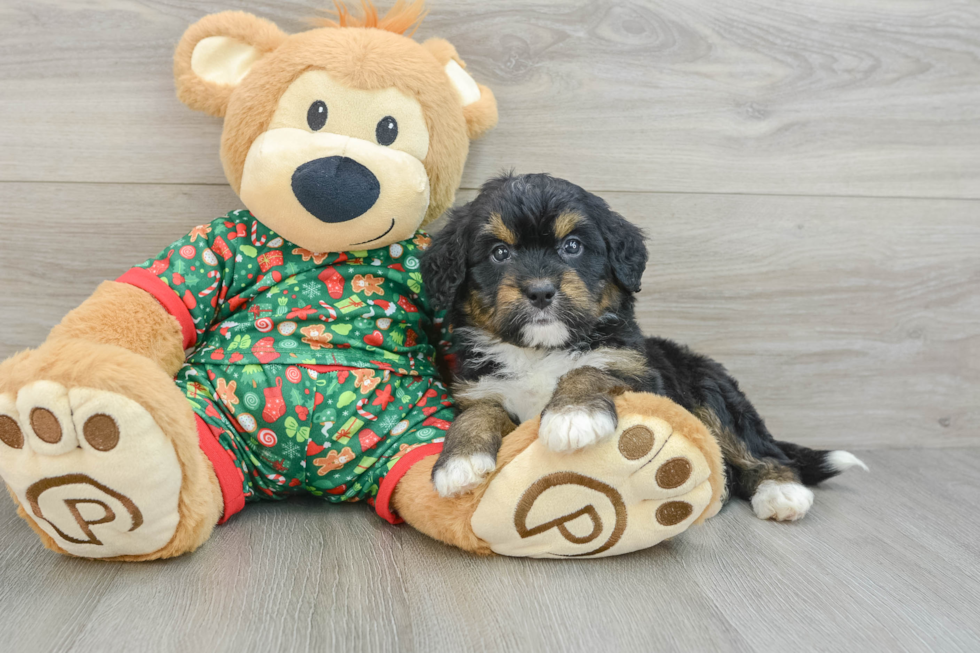 Best Mini Bernedoodle Baby