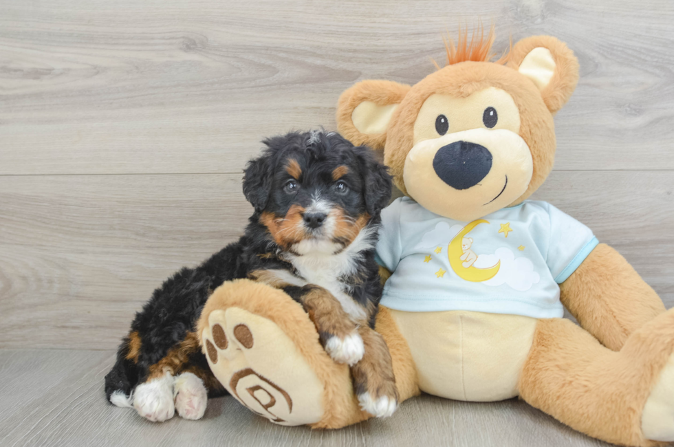 5 week old Mini Bernedoodle Puppy For Sale - Lone Star Pups