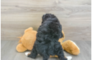 Best Mini Bernedoodle Baby