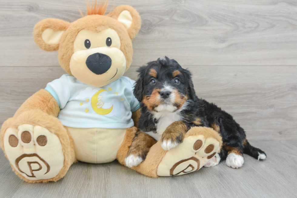 Mini Bernedoodle Pup Being Cute