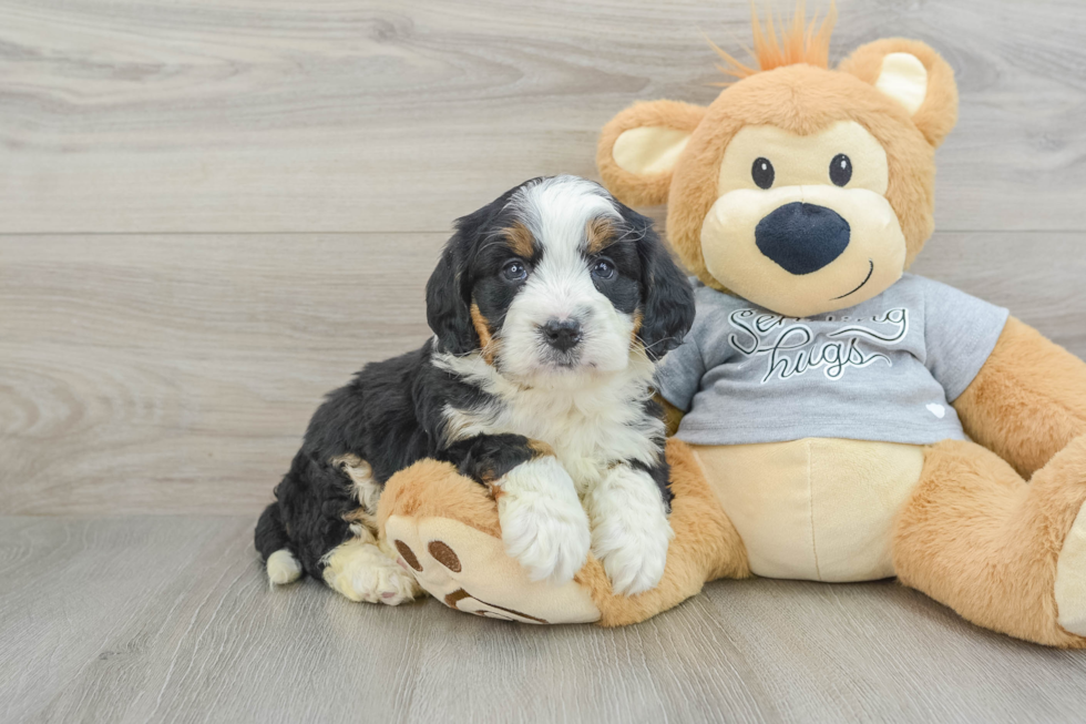 Mini Bernedoodle Puppy for Adoption