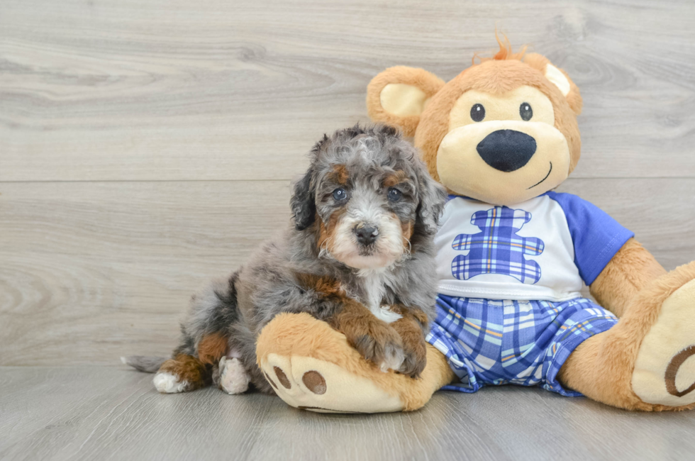 6 week old Mini Bernedoodle Puppy For Sale - Lone Star Pups