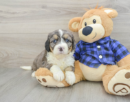8 week old Mini Bernedoodle Puppy For Sale - Lone Star Pups