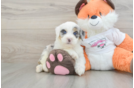 Mini Bernedoodle Pup Being Cute