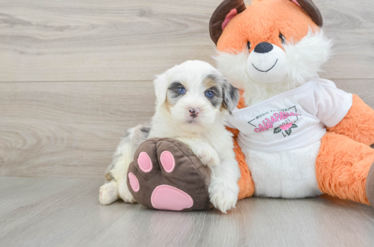 Mini Bernedoodle Pup Being Cute