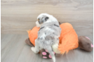 Mini Bernedoodle Pup Being Cute
