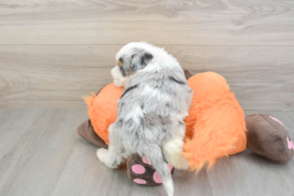 Mini Bernedoodle Pup Being Cute
