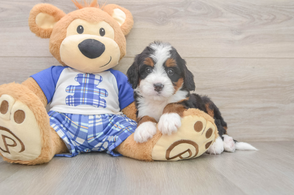 5 week old Mini Bernedoodle Puppy For Sale - Lone Star Pups