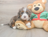 6 week old Mini Bernedoodle Puppy For Sale - Lone Star Pups