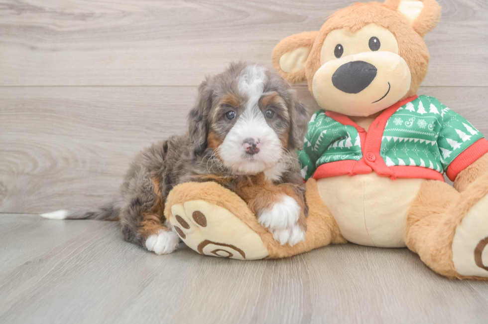 6 week old Mini Bernedoodle Puppy For Sale - Lone Star Pups