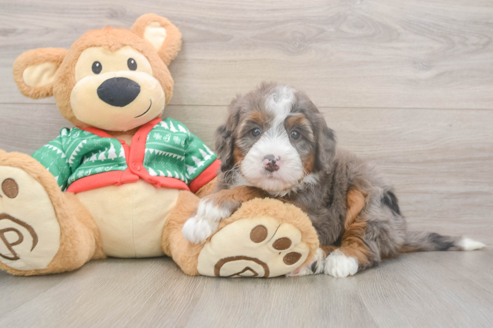 Best Mini Bernedoodle Baby