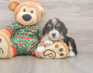 7 week old Mini Bernedoodle Puppy For Sale - Lone Star Pups