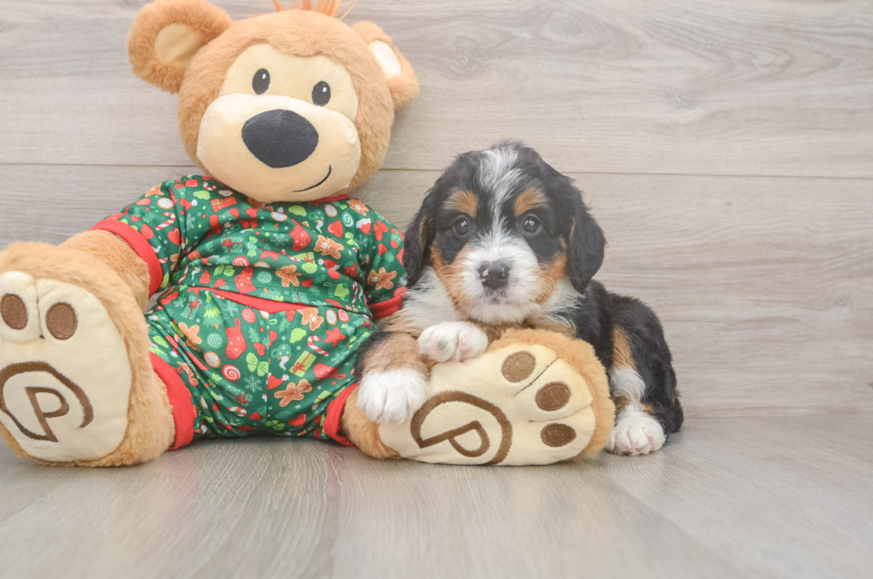 6 week old Mini Bernedoodle Puppy For Sale - Lone Star Pups