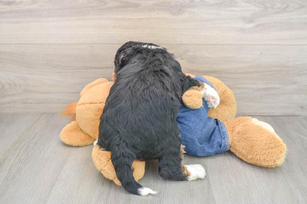 Best Mini Bernedoodle Baby