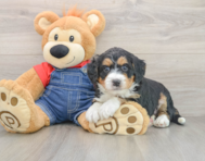 6 week old Mini Bernedoodle Puppy For Sale - Lone Star Pups