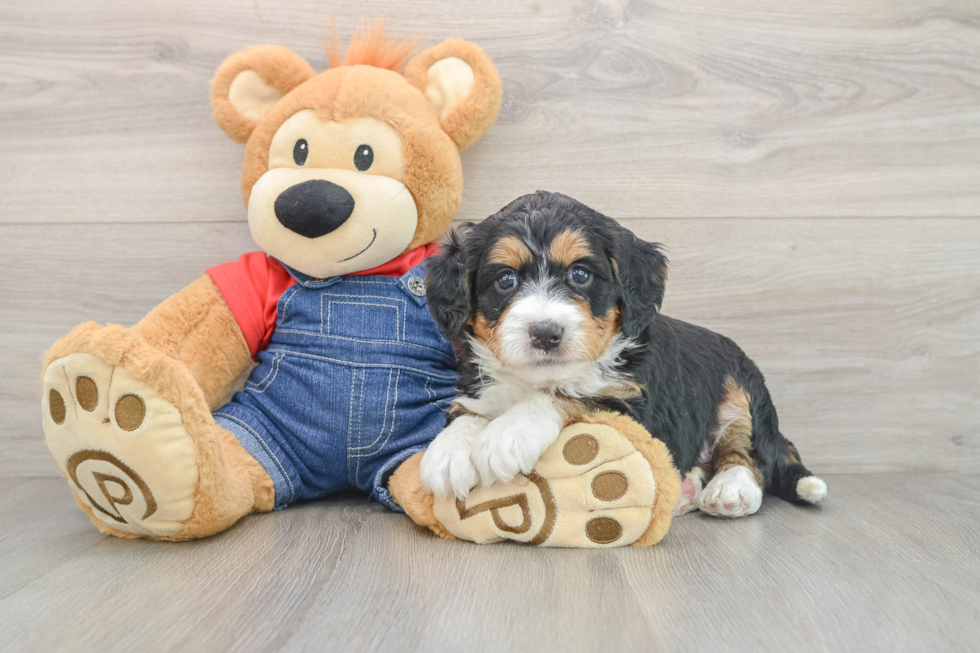 Smart Mini Bernedoodle Poodle Mix Pup
