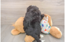 Popular Mini Bernedoodle Poodle Mix Pup