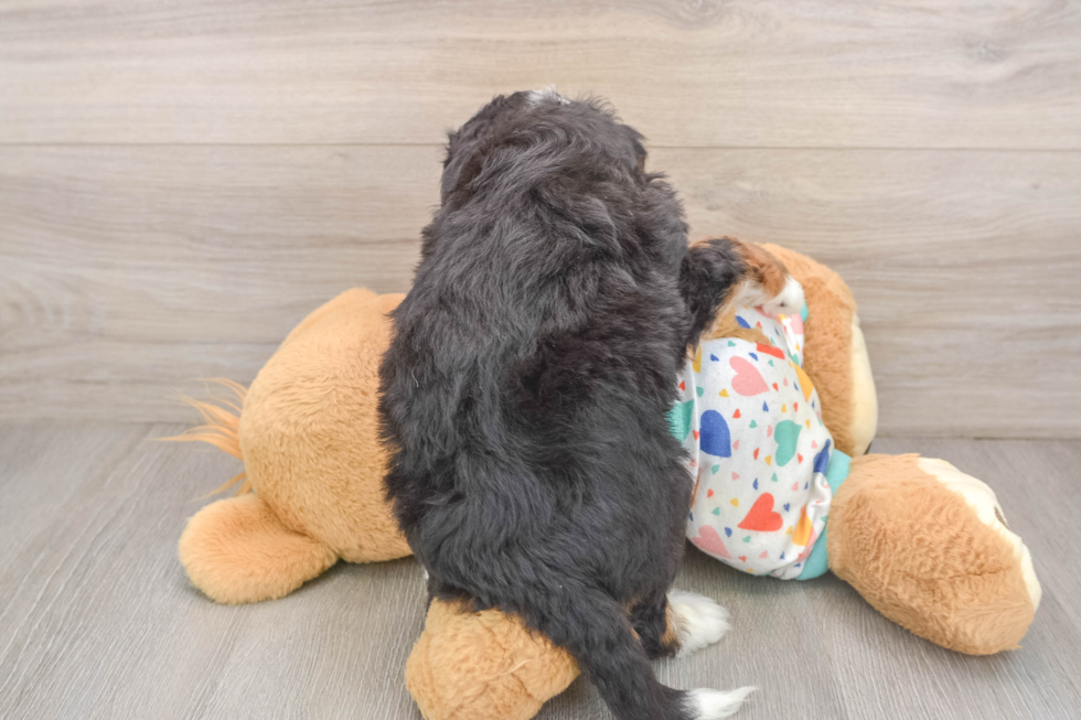 Popular Mini Bernedoodle Poodle Mix Pup