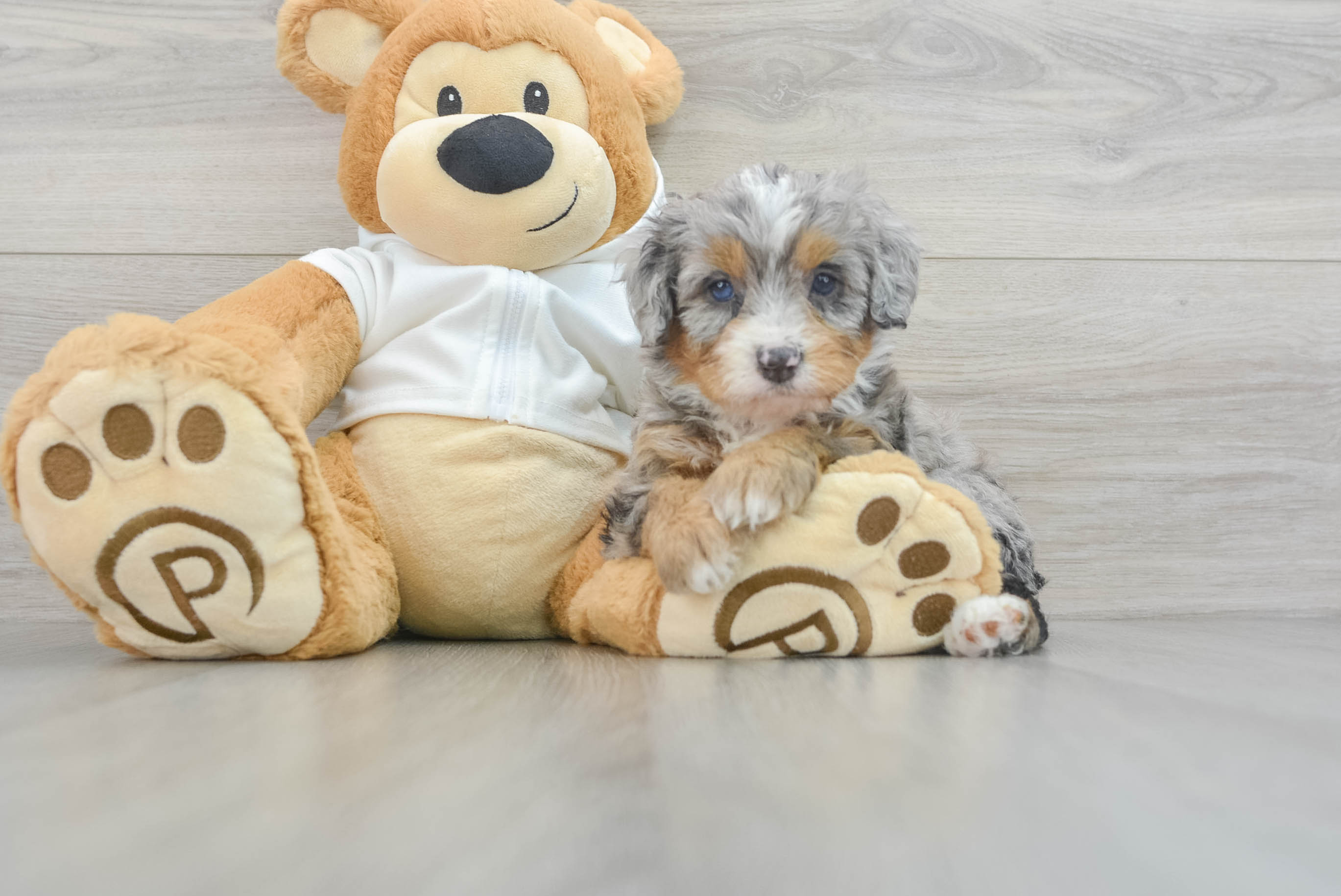 Mini Bernedoodle Puppy for Adoption