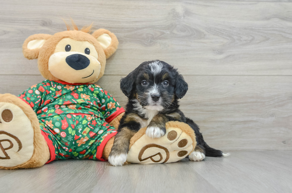 5 week old Mini Bernedoodle Puppy For Sale - Lone Star Pups