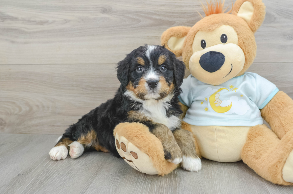 5 week old Mini Bernedoodle Puppy For Sale - Lone Star Pups