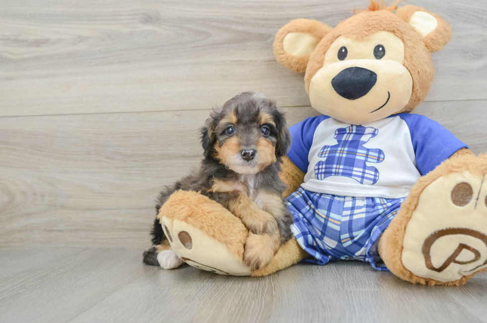 6 week old Mini Bernedoodle Puppy For Sale - Lone Star Pups