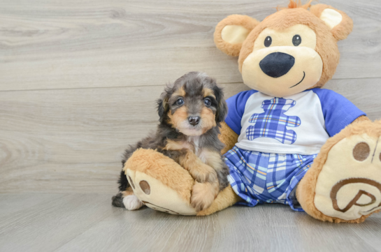 Mini Bernedoodle Pup Being Cute