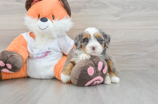 Hypoallergenic Mini Berniedoodle Poodle Mix Puppy
