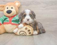 6 week old Mini Bernedoodle Puppy For Sale - Lone Star Pups