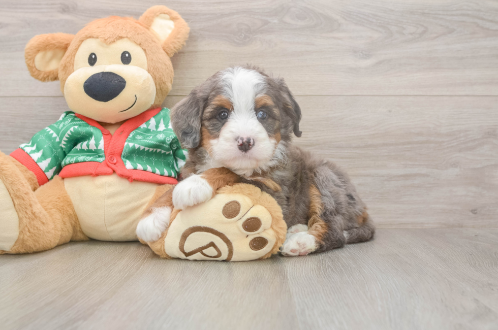 6 week old Mini Bernedoodle Puppy For Sale - Lone Star Pups