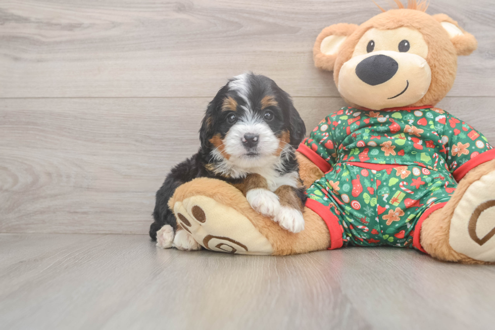 Hypoallergenic Bernadoodle Poodle Mix Puppy