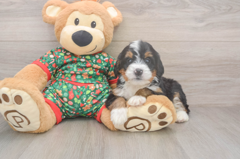 6 week old Mini Bernedoodle Puppy For Sale - Lone Star Pups