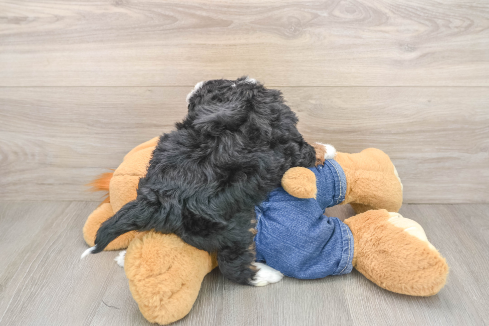 Happy Mini Bernedoodle Baby