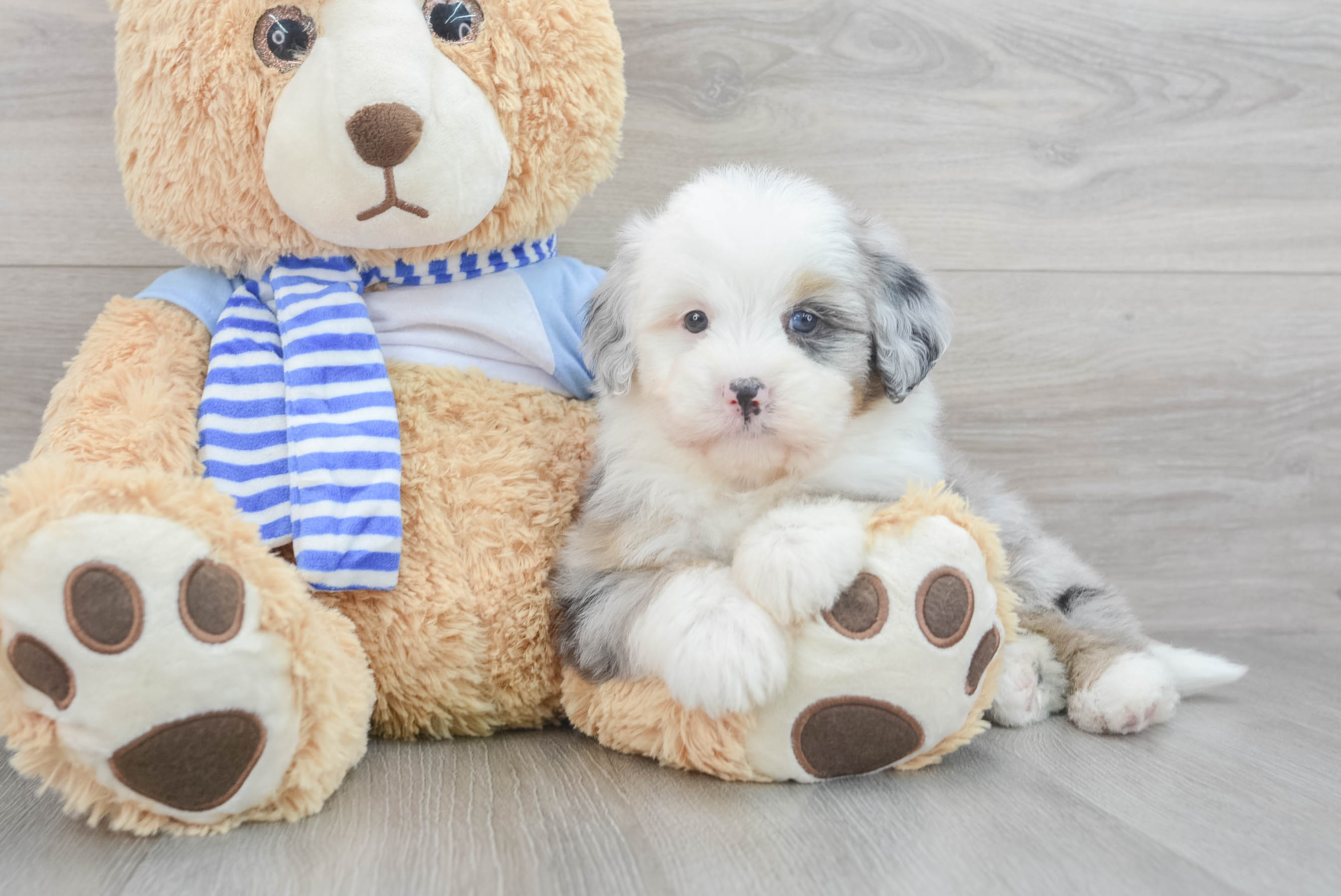 Best Mini Bernedoodle Baby