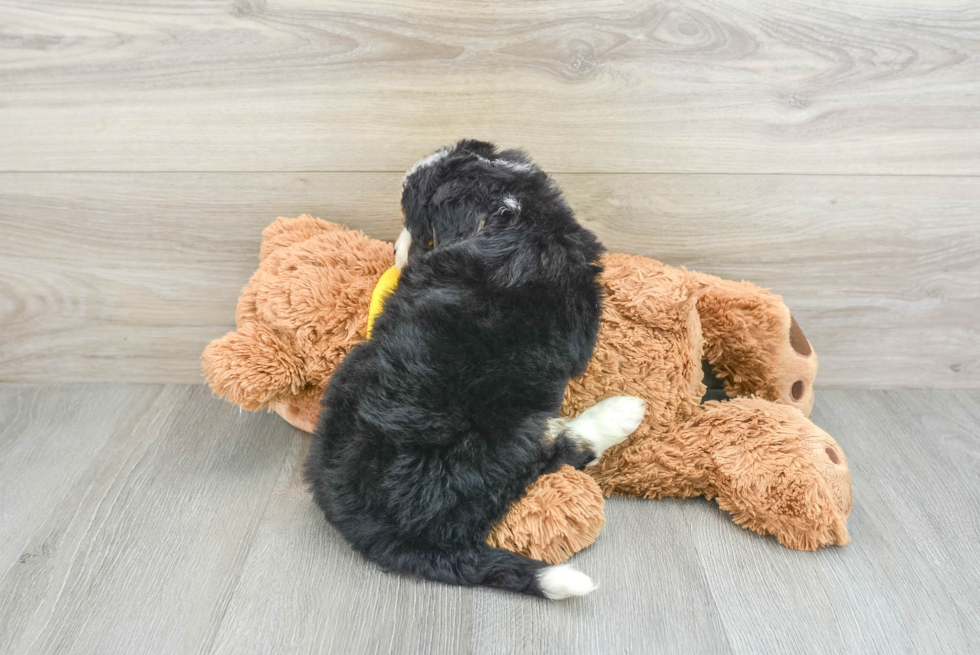 Funny Mini Bernedoodle Poodle Mix Pup