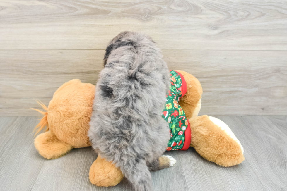 Best Mini Bernedoodle Baby