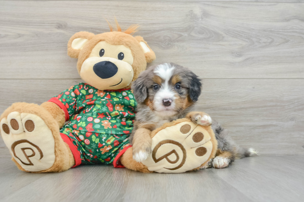 5 week old Mini Bernedoodle Puppy For Sale - Lone Star Pups