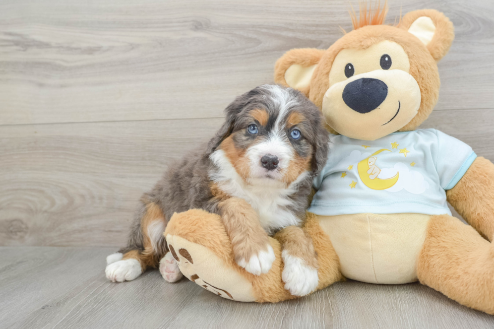 Adorable Bernadoodle Poodle Mix Puppy