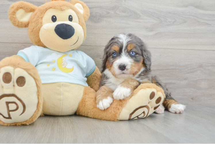 Petite Mini Bernedoodle Poodle Mix Pup