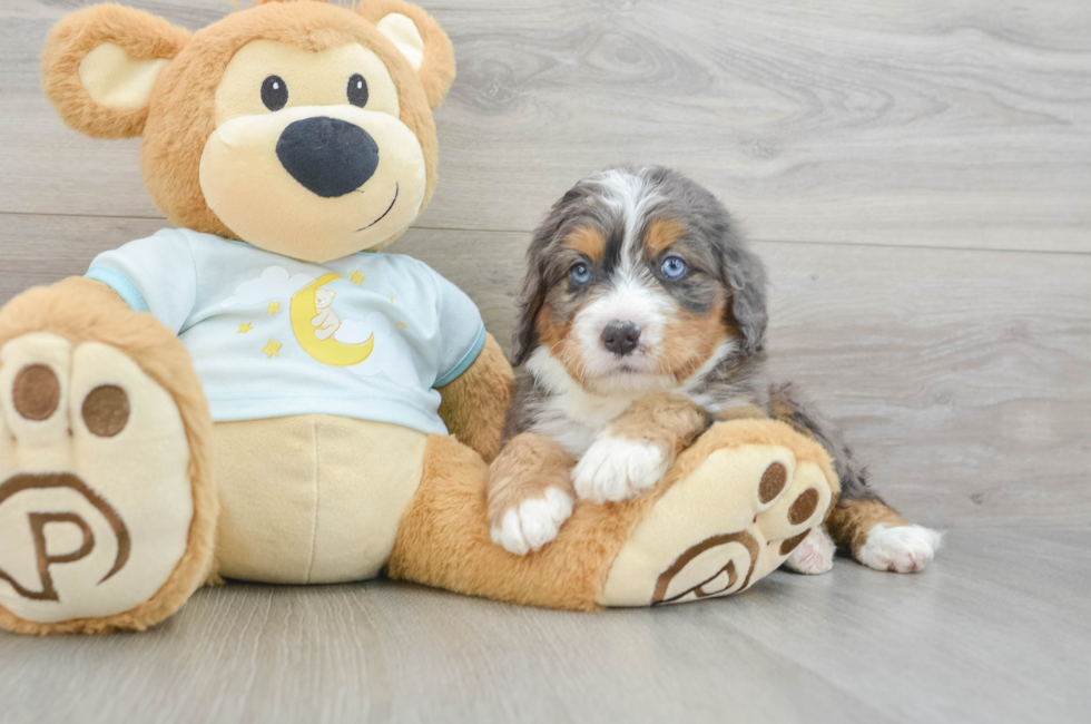 5 week old Mini Bernedoodle Puppy For Sale - Lone Star Pups