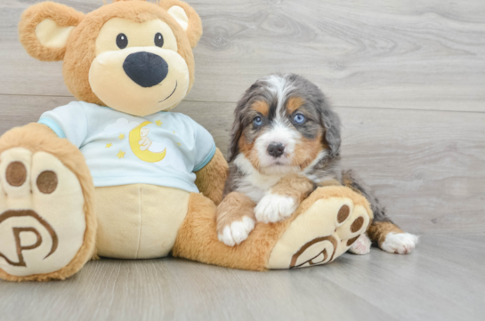 Petite Mini Bernedoodle Poodle Mix Pup