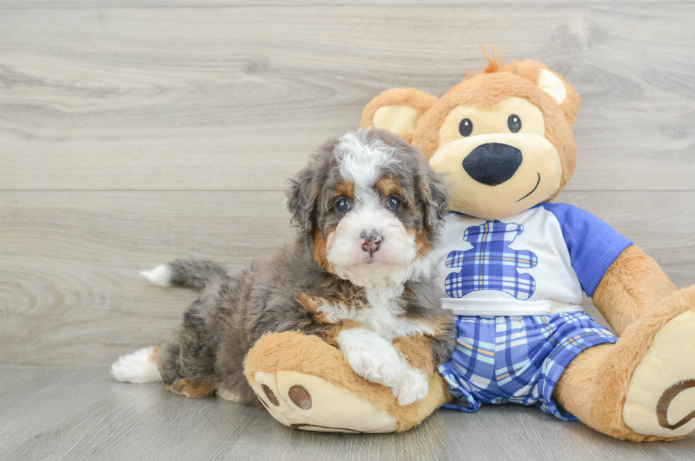 6 week old Mini Bernedoodle Puppy For Sale - Lone Star Pups