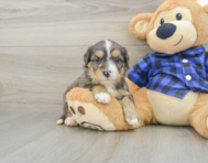 8 week old Mini Bernedoodle Puppy For Sale - Lone Star Pups