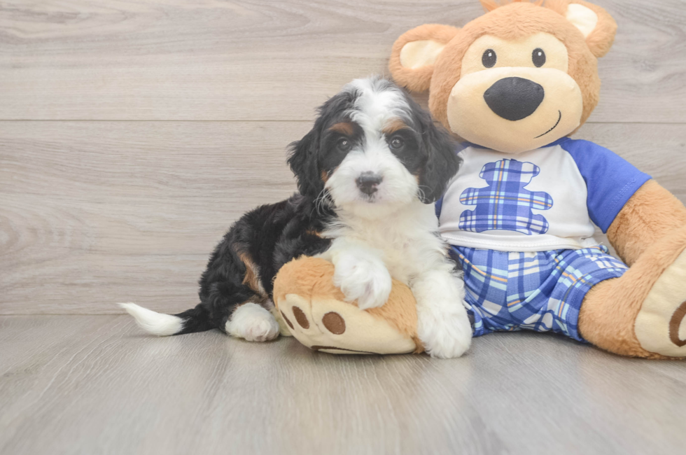 5 week old Mini Bernedoodle Puppy For Sale - Lone Star Pups