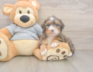 5 week old Mini Bernedoodle Puppy For Sale - Lone Star Pups