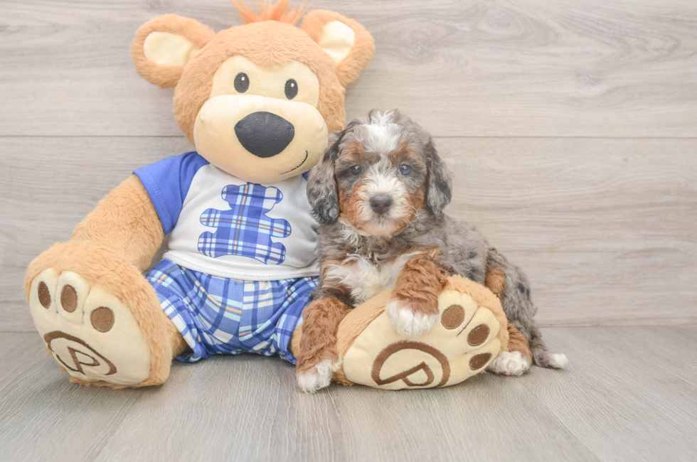 5 week old Mini Bernedoodle Puppy For Sale - Lone Star Pups